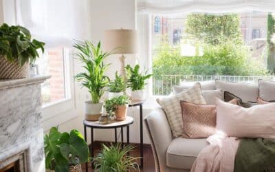 ¿Por qué deberías tener plantas en casa?